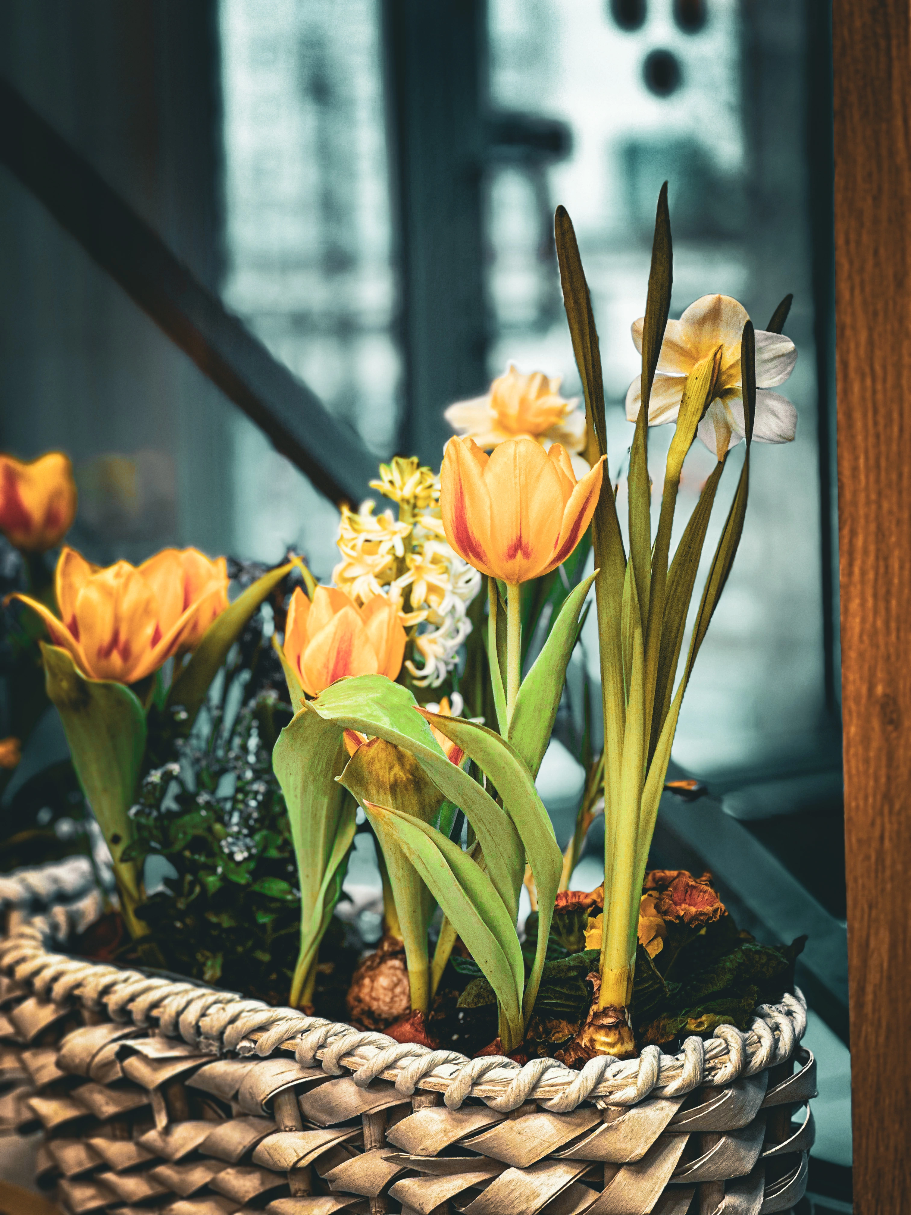 Kosz z żółtymi tulipanami – dekoracja salonu